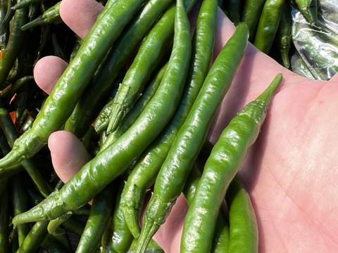 青唐辛子　ホットパラソルex １０キロ 青唐辛子 ホットパラソルex 10キロ 希少！国産青唐辛子1kg