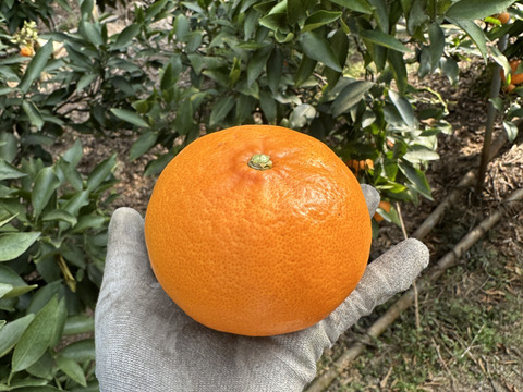 もぎたて果実をどうぞ！柑橘の王様せとか(2kg)