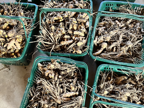 健康で若々しく！ 春ウコン100g(栽培期間中農薬不使用)