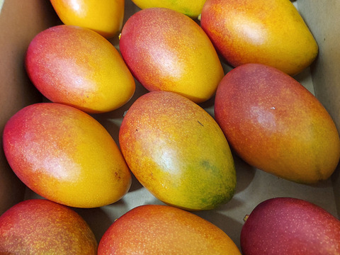 ミニサイズ　ご家庭用に！
　驚きの自然の甘さ、瀬戸内のマンゴー　糖度15度越え！