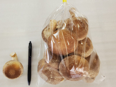 極厚！食べ応えあり！肉厚しいたけ（菌床）　1.5ｋｇ