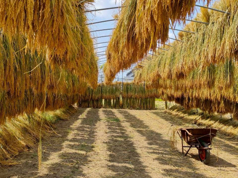 【令和7年新米】天日干し　コシヒカリ2kg