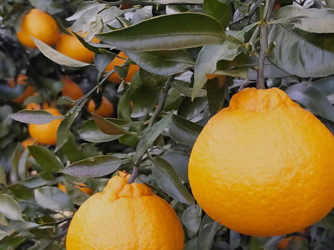 デコっと不知火【サイズ混合】3 kg（箱込）