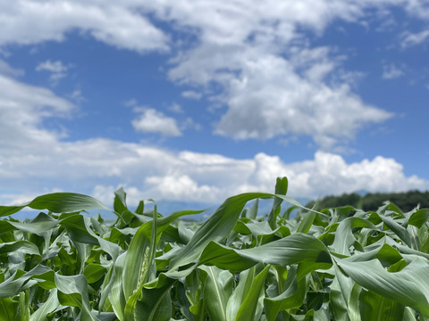 2025年【9月】発送　生も旨い！サニーショコラ【規格外】