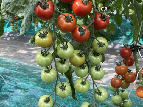 【有機肥料･農薬不使用栽培】トマト缶の代わりに体に嬉しいトマトを♡普段の料理をワンランクUP‼︎‼︎あま〜い華小町の冷凍トマト！2キロ