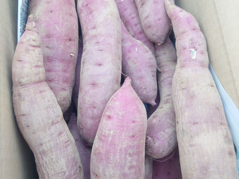 【熟成べにはるか】蜜たっぷり・しっとり甘い🍠焼き芋に最適！S〜Lサイズ混合／5kg／土付き