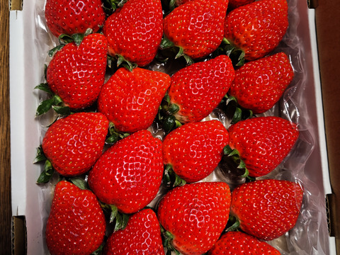 完熟よつぼし☆（ご家庭用・約530g×2箱）