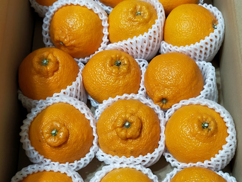 楽天市場】せ とか はるみの通販