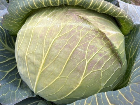 【訳あり】助けてくださいm(_ _)m　京都･山城のキャベツ　8kg以上（3玉～4玉）