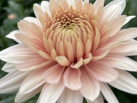 【年末年始限定】新年に華やかな菊（マム）を！おまかせ10本セット（60ｃｍ）