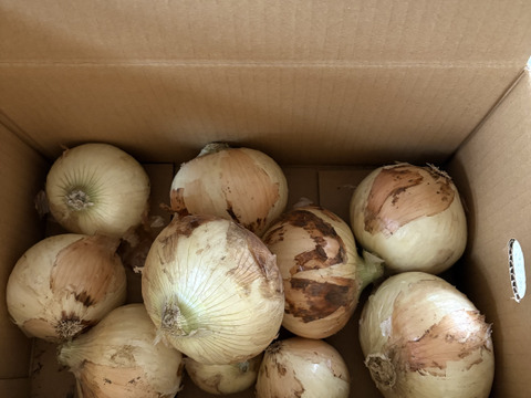 【満天☆青空レストランにでました】サラダ新玉ねぎ「旬玉」生がおいしい！秀品3㎏