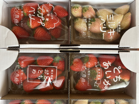 春イチゴ】【お得価格】摘みたて直送！ミルキーベリー入り！とちぎの