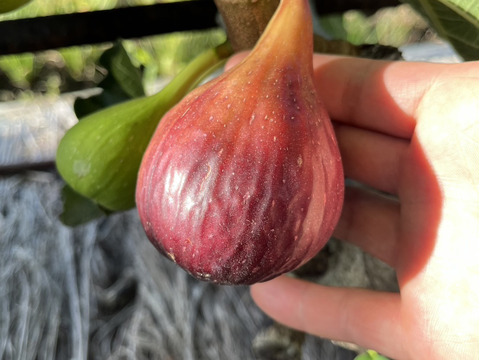 【完熟】城陽産輝きのいちじく【極】　エヌベール農園