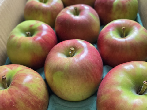 訳あり サンつがる 3キロ箱 7～11玉 長野県産