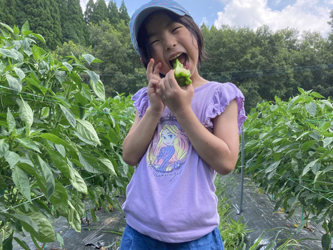 子供も生で食べる！　転換期間中有機ピーマン 1kg