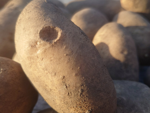 【ちょっと訳有❗】じゃがいも【ホッカイコガネ】大きさ色々　60サイズ　1.8kg　
※商品説明をご一読の上、「常温便」、「クール便」をご指定下さいませ