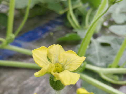 完熟　小玉すいか　1玉箱入り