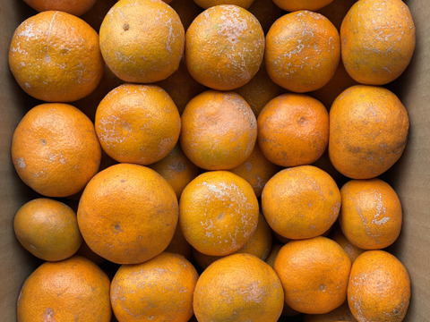 農薬・化学肥料不使用　小田原の規格外品　ミカン　(5㎏)