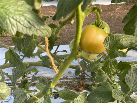 マイルドな酸味と甘味　大玉トマト　れおん・麗夏　約4kg