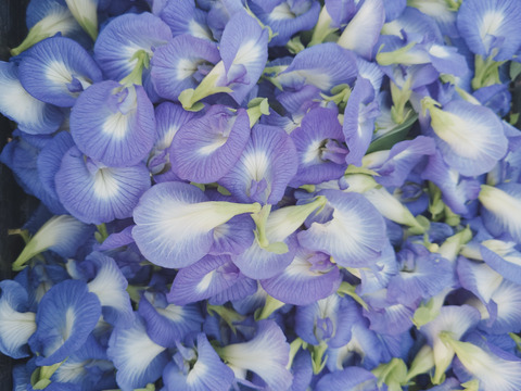 秋の自然栽培野菜LLセット7種類〜《12月、自然栽培野菜5.5kg前後80サイズ》朝採りで超新鮮［季節の固定種在来種専門農家だからできる］淡路島から初収穫固定種人参いり