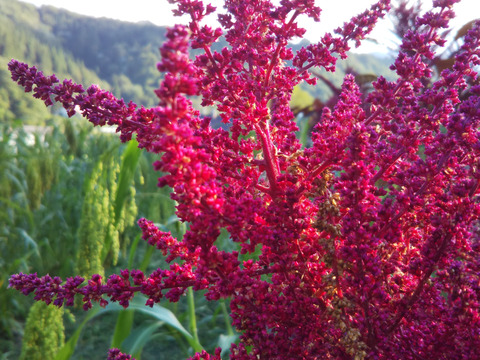 雑穀の中でも特に栄養価が高い！ アマランサス50g　飛騨産