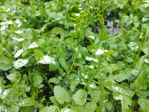 清流の恵み　宮城県蔵王町産セリ700g   蔵王セリ