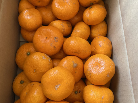 【訳あり】『大津みかん(四号)』5㎏ サイズミックス（１㎏あたり7-10個）大津四号発祥の地 湯河原産