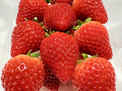 てぃあらふぁーむが届ける「いちごさん」4パック(ご家庭用・約1kg)