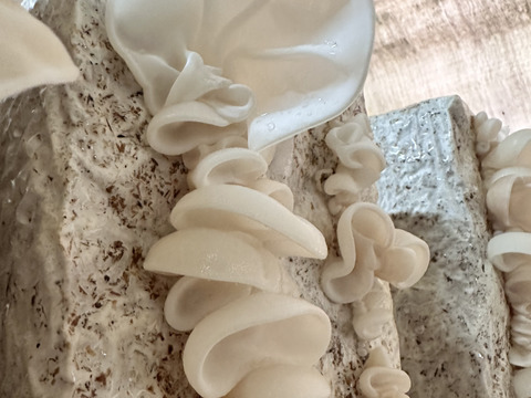 【お鍋にどうぞ】[超希少］プリプリなめらか生白きくらげ200g×4p