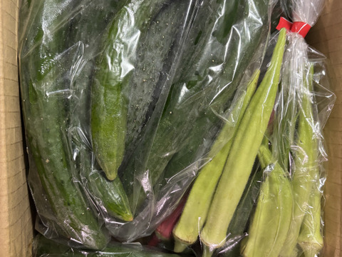 《山形のダシ》カラフルオクラと自根キュウリセット(農薬不使用)