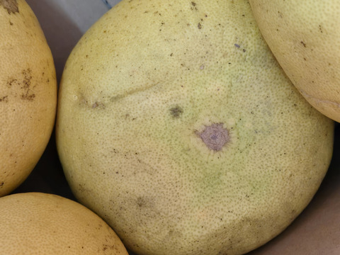 ★訳あり柑橘　完全自然栽培品　晩白柚　（文旦）　ザボン　7玉 5k～