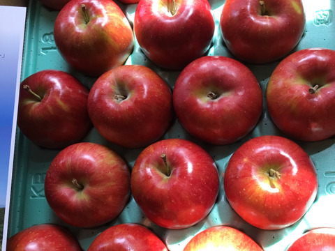 『シナノスイート』ご家庭用秀品約５kg　スマートフレッシュで収穫時の鮮度そのままサックサク！甘くてジューシー！