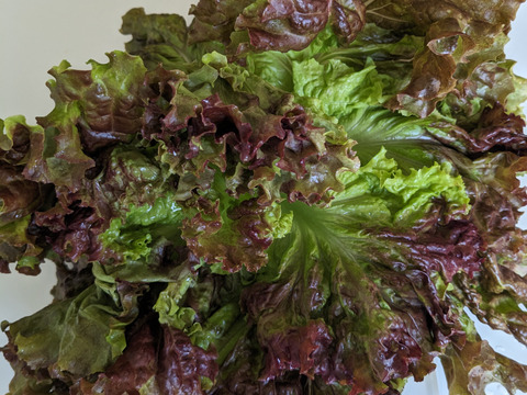 サニーレタス12個入り【農薬未使用・化学肥料未使用・除草剤未使用】