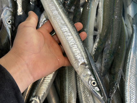 とくだいサヨリ 日間賀島産 刺身OK 塩焼き・フライ用 1kg ゴールデンウイーク大漁特価100-125g個体※8-10匹
もっとでかいのも入れるかも!
2．3枚目の写真のサイズ