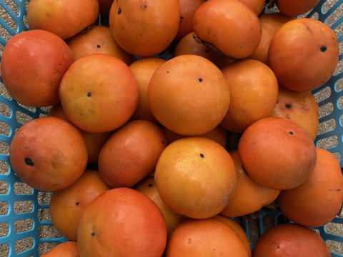 甘柿　富有柿　箱込み約5キロ　京都産