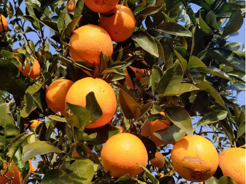 果汁たっぷり　ネーブル　5キロ 和歌山県産