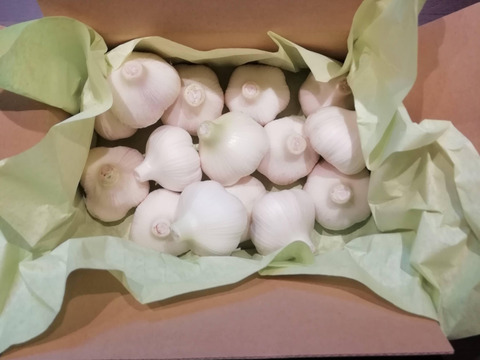 【生にんにく　掘りたて】みずみずしさ凝縮　（2kg）おいしさ・ぎゅっと‼　今年2025年6、7月収穫　八ケ岳高原産　個性強烈！生にんにく　予約開始　7月10日お届け終了