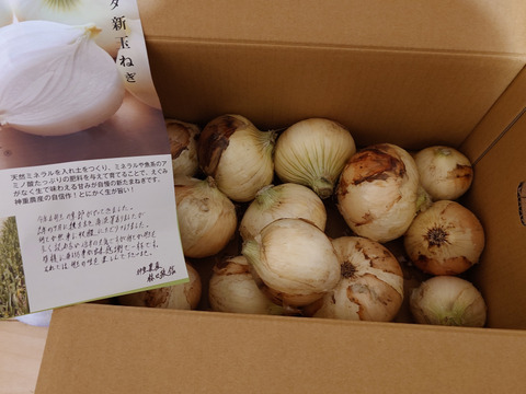 【満天☆青空レストランにでました】サラダ新玉ねぎ「旬玉」生がおいしい！秀品3㎏