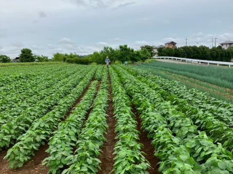 🎊TBS大泉サンド出演記念キャンペーン🎊多くの声により遂に解禁！寛永鶴見ブランドオールスター野菜BOXお得な詰め合わせセット！高級志向のあなたへ贈る特別な野菜ボックスお試し約1kg