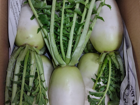 朝採れ発送！固定種＊山田ねずみだいこん＊葉付きミニだいこん＊5kg