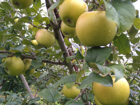 山形発☆旬のりんごを食べ比べ！葉とらずりんご3品種詰め家庭用5㌔箱