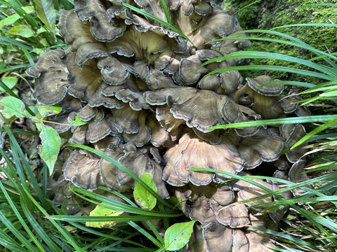 天然舞茸１ｋｇ　茶、黒のみ