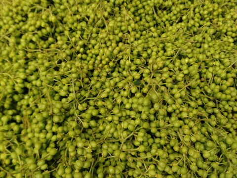 【期間限定販売】　和のスパイス　丹波篠山産実山椒500ｇ