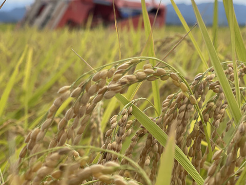 R7年度新米　新潟県岩船産コシヒカリ5kg　冷蔵庫保管品　白米