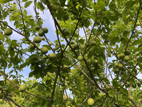 梅干し用　自然栽培　青梅　1kg※クール便