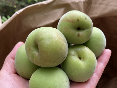 ⭐️自然農【農薬除草剤肥料なし】🟢高知産ぷくっとした青梅特大2キロ