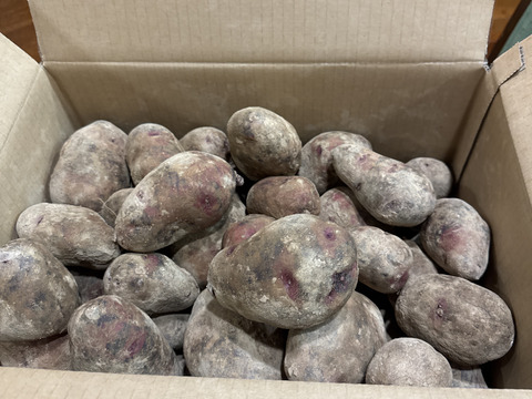 【訳あり】北海道産グランドペチカ10キロ