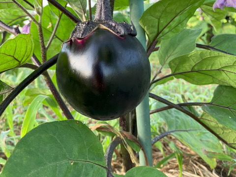 会津伝統野菜 会津丸茄子８個 【農薬化学肥料除草剤不使用】