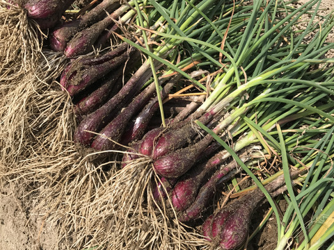 【猛暑を吹っ飛ばせ】赤ラッキョウ(500g)