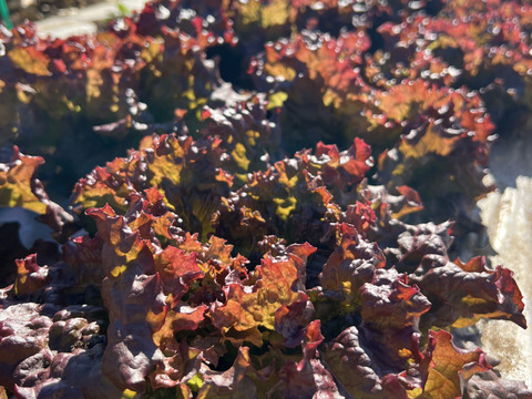 やまの畑・冬の野菜セット